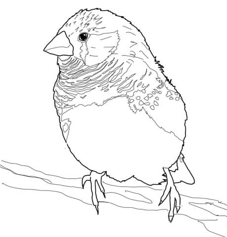 Zebra Finch Coloring Page